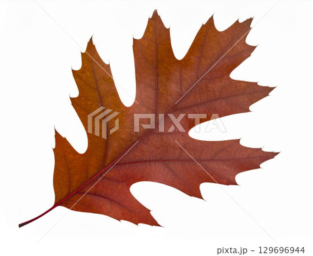 Isolated Brown Oak Leaf with Red Veins on White Background in Autumnal Style 129696944