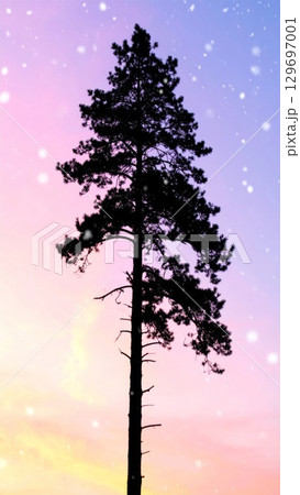 Silhouette of a Tall Pine Tree Against Pastel Sky with Dreamy Texture Effects Silhouette of a Tall Pine Tree Against Pastel Sky with Dreamy Texture Effects 129697001