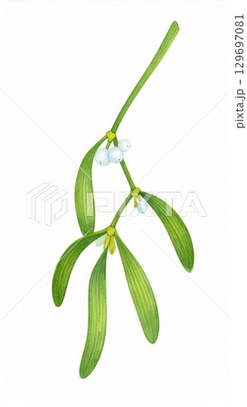 Watercolor Illustration of Green Mistletoe with White Berries on White Background 129697081
