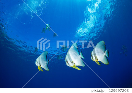 ツバメウオ　東京都　小笠原 129697208