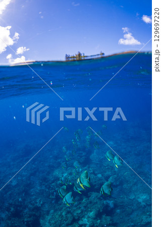 ツバメウオ　東京都　小笠原 129697220