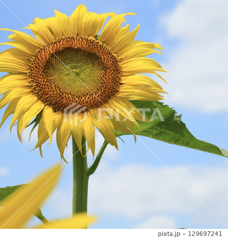 青空に咲く　いきいきとした素晴らしいひまわり　夏 129697241