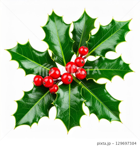 Festive Holly Branch with Red Berries and Green Leaves Isolated on White Background 129697384