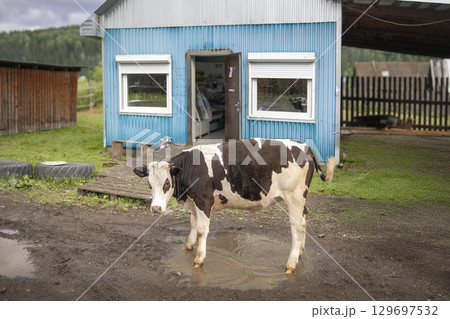 A cow stands near a rural store in a rural area during the summer day. 129697532