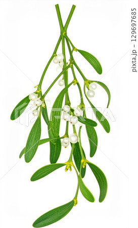 Mistletoe Sprig with White Berries and Green Leaves Hanging on White Background Mistletoe Sprig with White Berries and Green Leaves Hanging on White Background 129697685