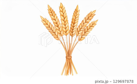 Golden Wheat Bundle Isolated on White Background Agricultural Illustration 129697878