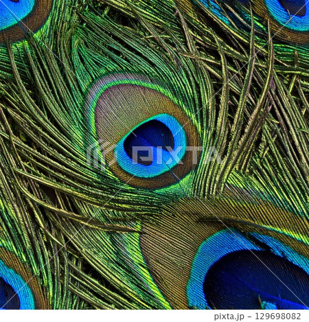 Detailed Peacock Feathers Exhibiting Rich Blue and Green Iridescence in a Full Frame Shot 129698082