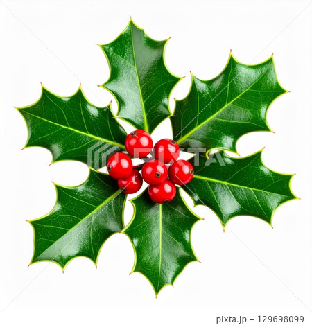 Bright Green Holly Leaves and Vibrant Red Berries Isolated on White Background 129698099