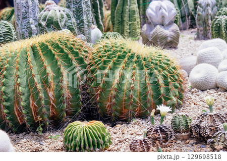 Cactus garden with many types of cacti in the garden 129698518