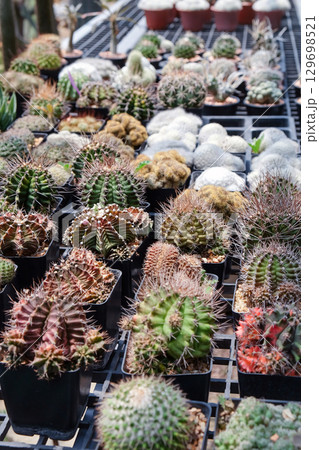 Cactuses in a pot at the nursery. 129698521