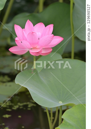 蓮の花のある風景 129698527