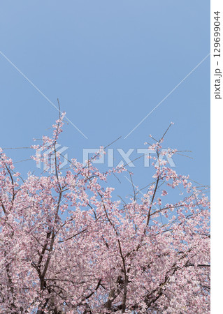 快晴の空に映える桜のイメージ 129699044