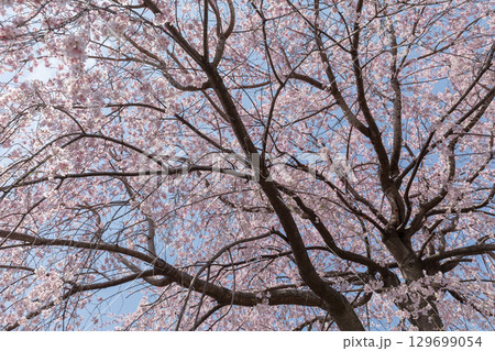 快晴の空に映える桜のイメージ 129699054