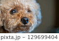 見つめるトイプードルの表情 129699404