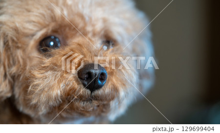 見つめるトイプードルの表情 129699404