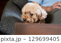 家庭で過ごすトイプードルの表情 129699405