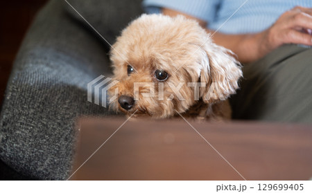 家庭で過ごすトイプードルの表情 家庭で過ごすトイプードルの表情 129699405