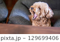 大きなあくびをするトイプードル 129699406