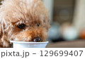 犬が食べる瞬間のアップ写真 129699407