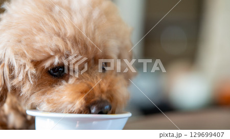 犬が食べる瞬間のアップ写真 129699407