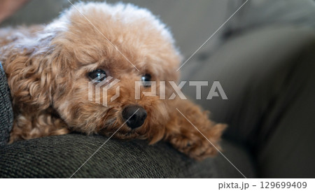 甘えん坊な表情の小型犬 129699409