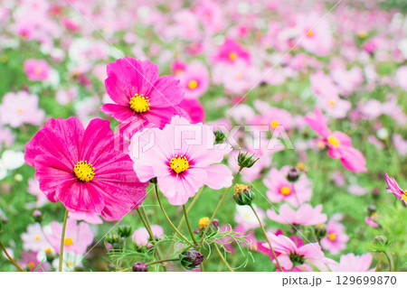 ピンクのコスモス ピンクのコスモス 129699870