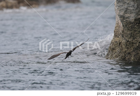 着水するクロアジサシ 129699919