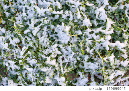 Snow-dusted green leaves in close-up view of winter nature texture 129699945