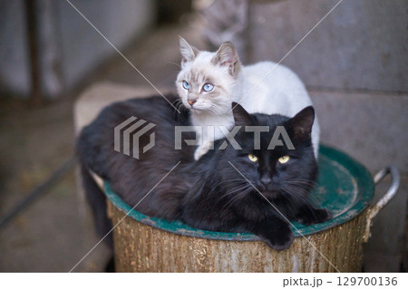 Two cats resting: black and siamese with blue eyes sitting on container outdoors Two cats resting: black and siamese with blue eyes sitting on container outdoors 129700136
