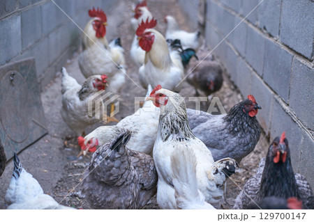 Group of chickens and roosters in a narrow enclosure with concrete walls 129700147
