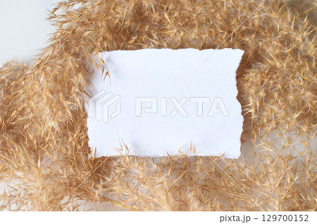 Blank white paper with torn edges on dry pampas grass background for natural Blank white paper with torn edges on dry pampas grass background for natural 129700152