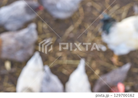 Blurry farmyard scene with hens and rooster on earthy background Blurry farmyard scene with hens and rooster on earthy background 129700162