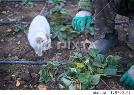 White cat and gardener in camouflage working in vegetable garden with green 129700171