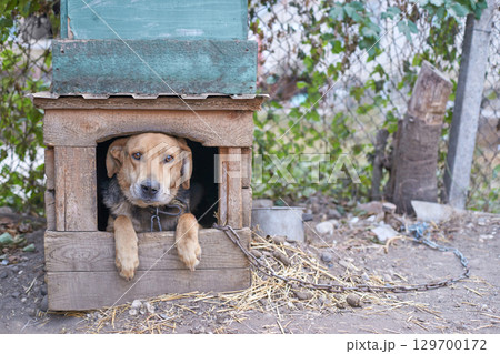 Brown dog relaxing in wooden doghouse in outdoor yard setting with chain 129700172