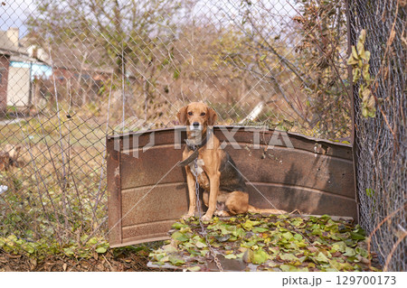 Sad beagle on a chain in a rusty yard with metal fence and overgrown plants 129700173