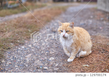 Ginger cat with white chest sitting on gravel path in autumn setting with grass 129700174