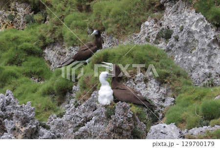カツオドリの親子 129700179