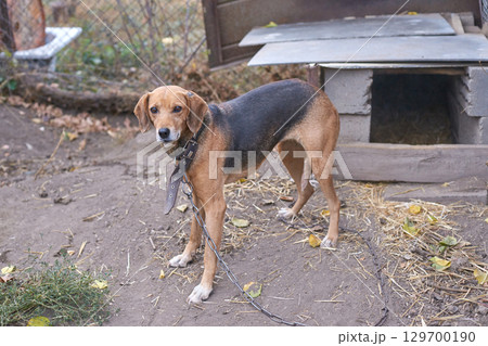 Brown and black dog chained outside wooden kennel with metal roof on dirt ground Brown and black dog chained outside wooden kennel with metal roof on dirt ground 129700190