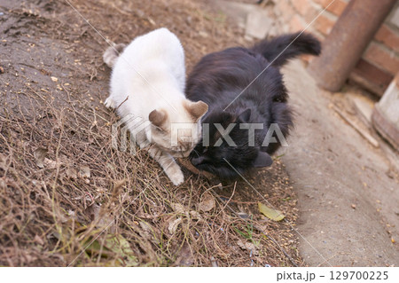 Two cats curiously inspecting ground together in rustic outdoor setting Two cats curiously inspecting ground together in rustic outdoor setting 129700225