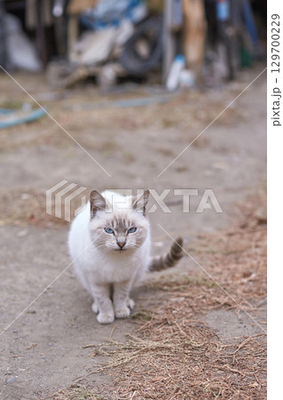 Siamese cat outdoors with intense blue eyes and light fur in rustic setting 129700229