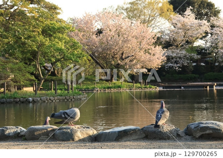 鎌倉鶴岡八幡宮の境内に桜が咲く風景 鎌倉鶴岡八幡宮の境内に桜が咲く風景 129700265