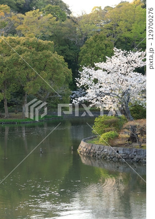 鎌倉鶴岡八幡宮の境内に桜が咲く風景 鎌倉鶴岡八幡宮の境内に桜が咲く風景 129700276
