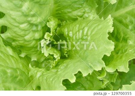 Close up of fresh green lettuce leaves with crisp texture and vibrant colors Close up of fresh green lettuce leaves with crisp texture and vibrant colors 129700355