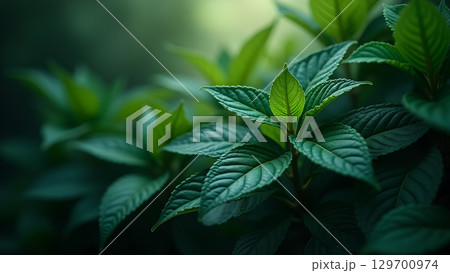 Close-up of fresh green leaves in the forest creating a sense of peace and tranquility Close-up of fresh green leaves in the forest creating a sense of peace and tranquility 129700974