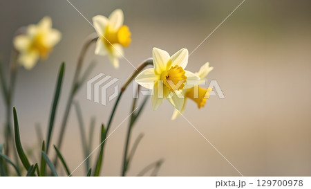 Delicate beauty of daffodils in a soft light creating a feeling of springtime tranquility 129700978