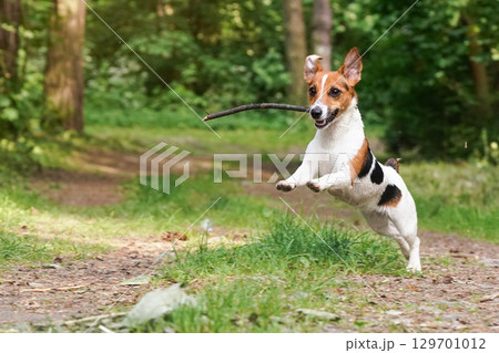 Young Jack Russell terrier running on forest road with wooden stick in her mouth, jumping in air, blurred trees and grass background 129701012