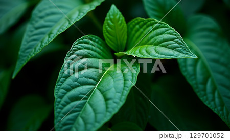 Lush green leaves in a dense foliage create a vibrant and natural aesthetic nature wallpaper 129701052