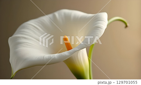 Elegant simplicity a captivating close up of a pristine white calla lily blossom featuring a bright yellow spadix 129701055
