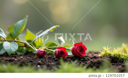 Three vibrant red roses gracefully laying on dark soil with blurred green background symbolizing remembrance and love 129701057