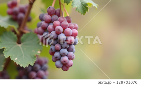 Captivating grape cluster glistening in natural light showcasing the beauty of vineyard produce 129701070